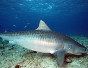 Requin tigre