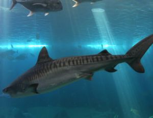 Requin-tigre sous un banc de carangues