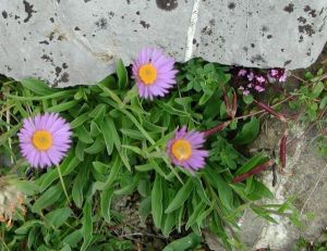 Aster Alpinus
