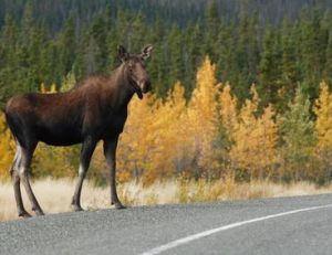 Une femelle élan sur une route du nord de la Suède au début de l’automne…