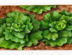 Salade prête à être récoltée