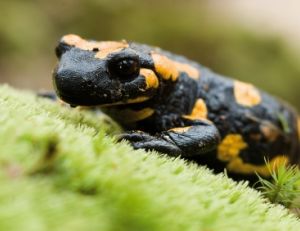 La salamandre tachetée