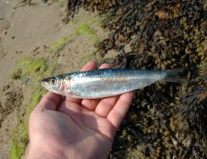Une sardine