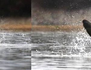 Sauts de carpe à deux stades différents