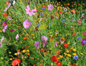 Les fleurs annuelles