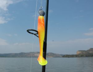 Le shad est un leurre souple très polyvalent
