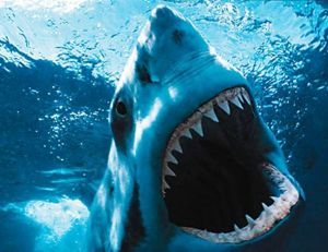 Le grand requin blanc