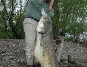 Carnassiers des eaux douces françaises