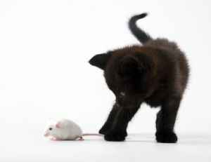 Comment se débarrasser des souris ?