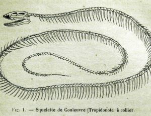 Squelette de couleuvre