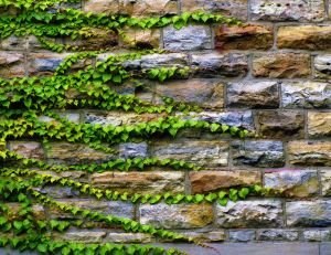 Ampelopsis sur un mur