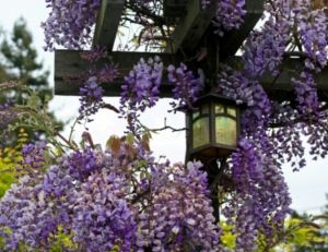 Pergola comme support de plantes grimpantes