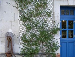 Treillages sur la maison
