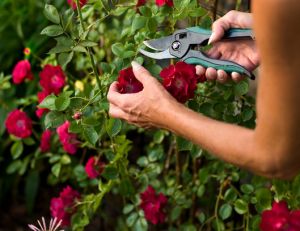 Taille des rosiers