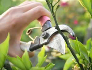 Taille des arbres, arbustes et conifères