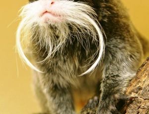 Tamarin empereur