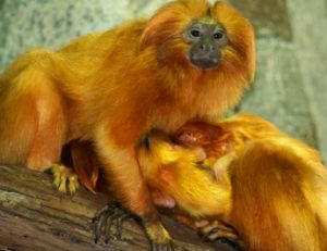 Tamarin lion doré