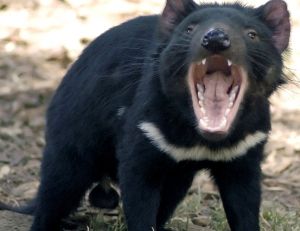 Diable de Tasmanie ©Wayne McLean
