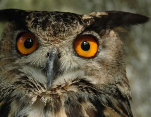 Un hibou... Des hiboux