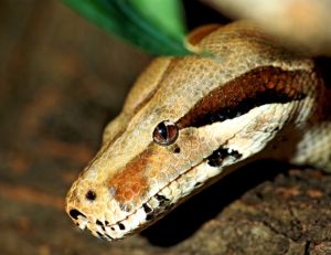 Pythons, boas : beaucoup d'histoires avec les hommes