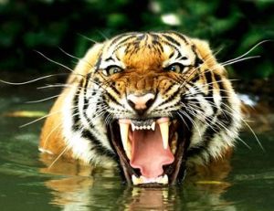 Le tigre ! Bientôt rayé de la carte...