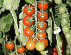 Tomate cerise "Cherry Truss"