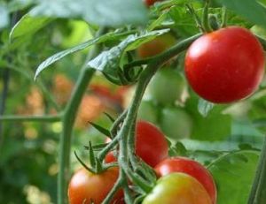 Les variétés de tomates