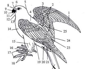 Description du rapace