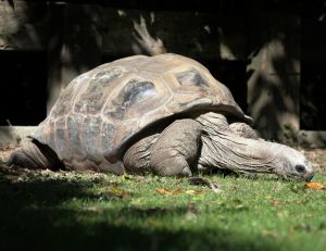 Tortue d'Aldabra