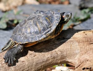 Tortue de Floride