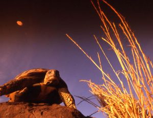 Tortue d'Hermann