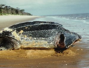 Tortue-luth