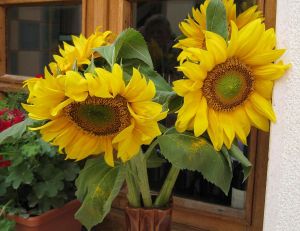 Bouquet de fleurs de tournesol