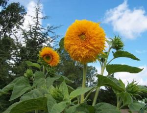 La culture des tournesols