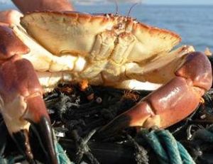 Tourteau pêché aux casiers
