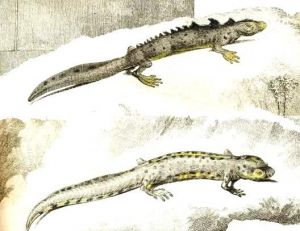 Un triton... des tritons