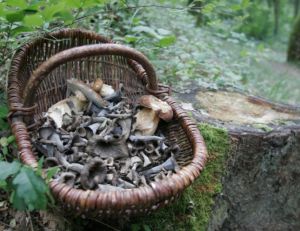 Se régaler avec des trompettes des morts