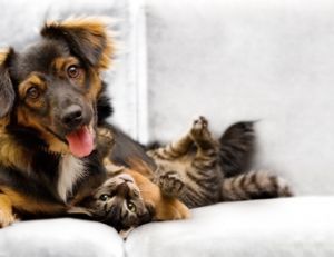 Renseignez-vous bien sur l'animal avant de prendre votre décision