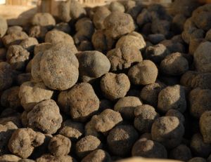 Truffes du Périgord