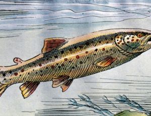 Fario montant sur une mouche