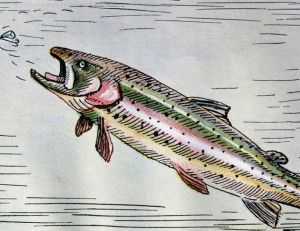 Truite arc-en-ciel poursuivant une cuiller tournante