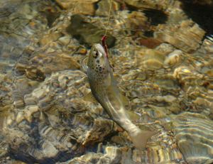 Pêche de la truite au toc