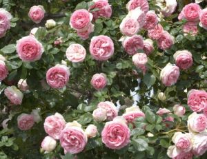 Rosier grimpant ‘Pierre de Ronsard’