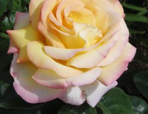 L'hybride de thé Madame A. Meilland