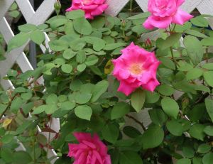 Rosier ancien (Bourbon)