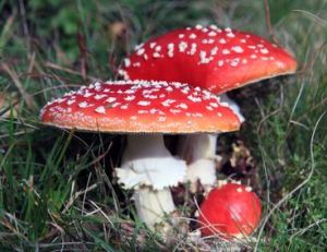 Amanite tue-mouches