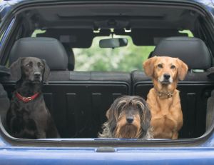 Partir en vacances avec des animaux domestiques