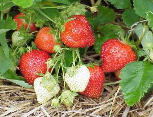 Variétés de fraises
