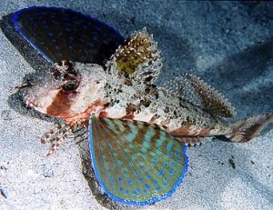 Grondin volant, dactylopterus volitans