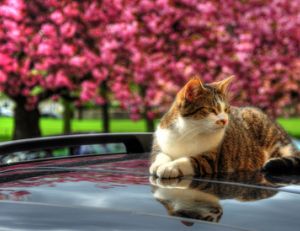 Check List "Voyager avec un animal"